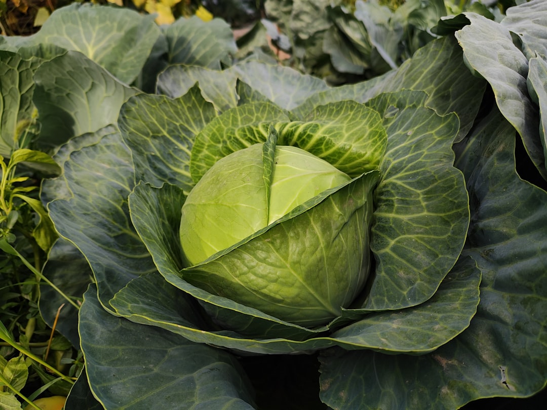 Savoy Cabbage