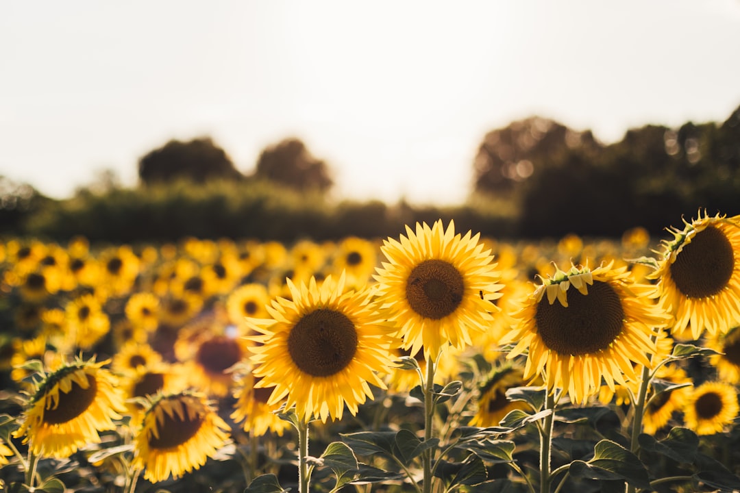 Girasoles