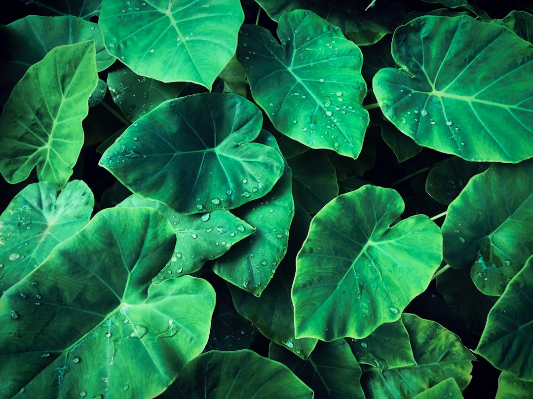 Taro (Talo)