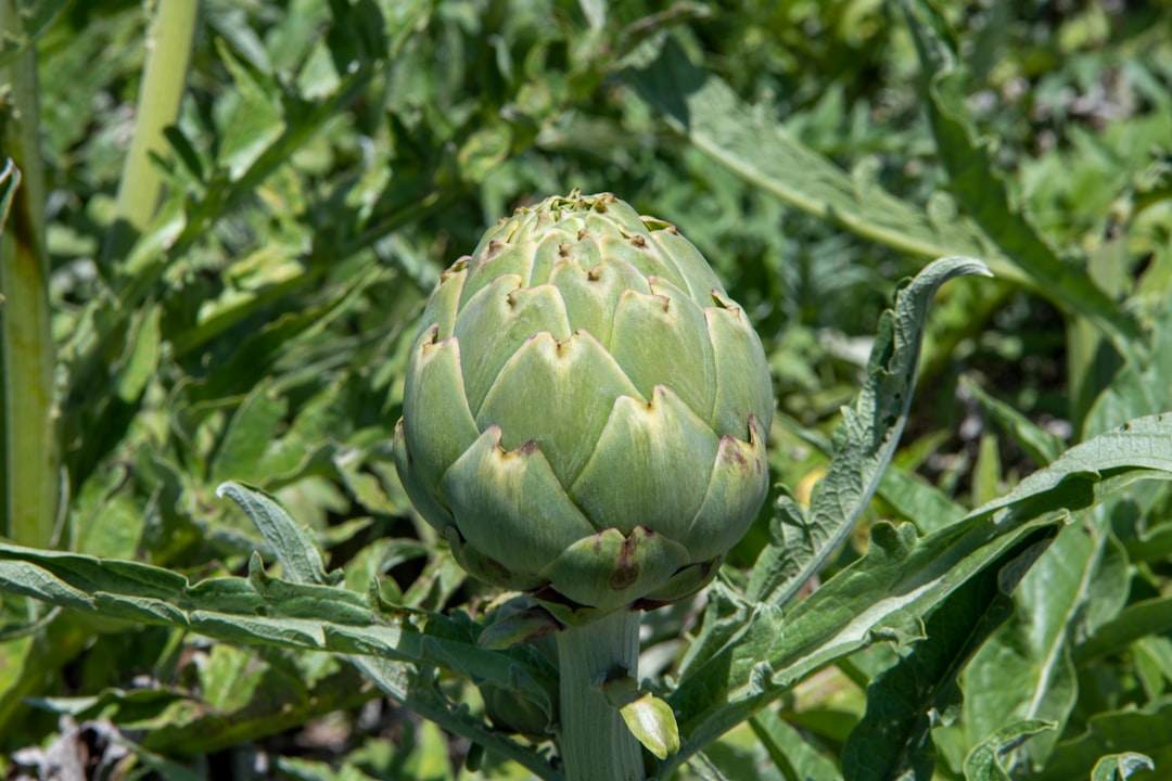 Alcachofa