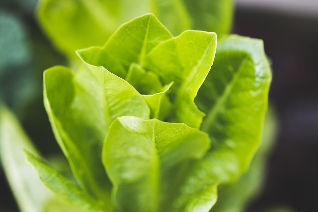 Salat