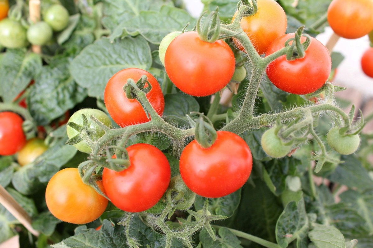 Tomate