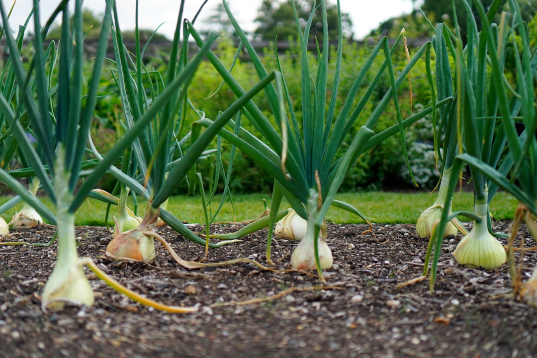 Onion (from seed)
