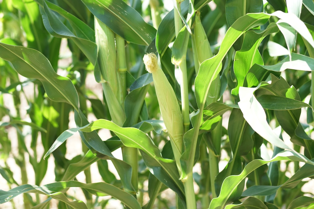 Corn