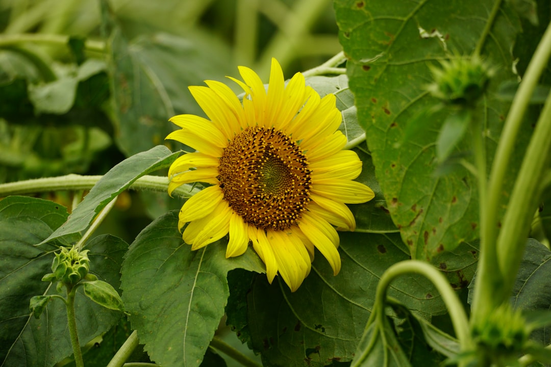 Sunflower