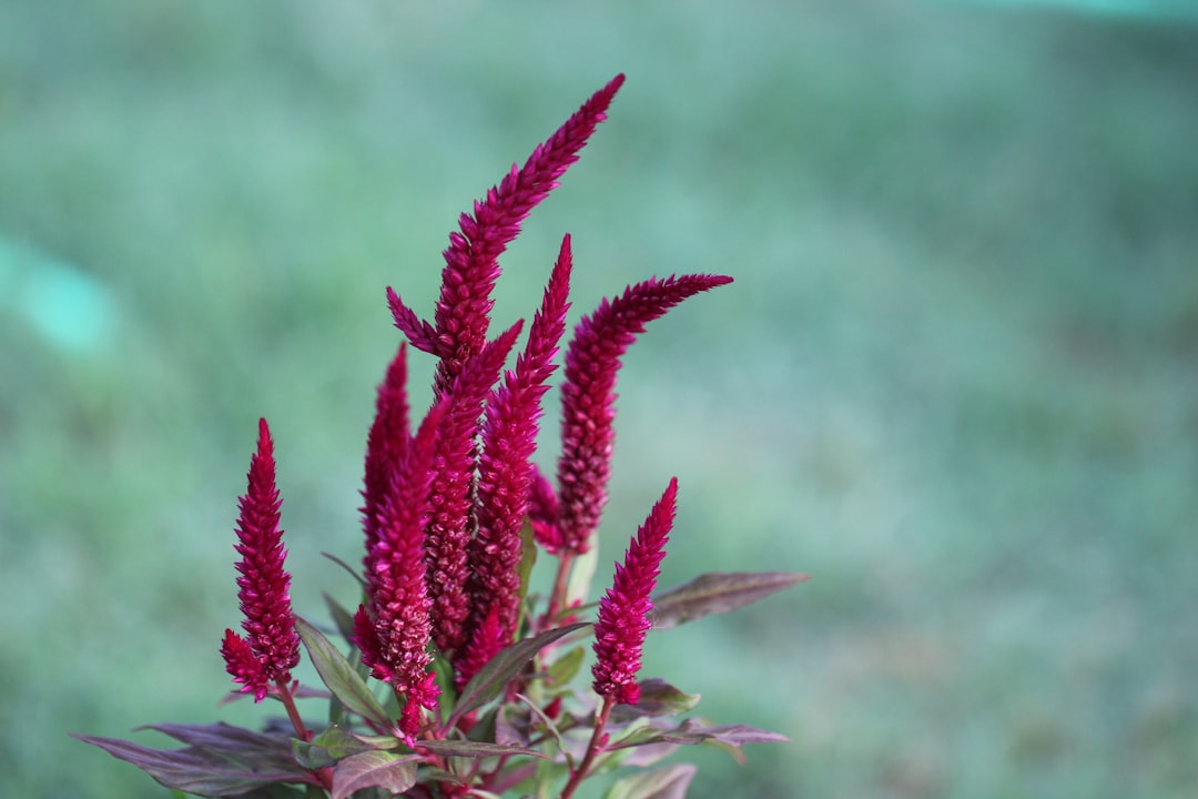 Amaranth