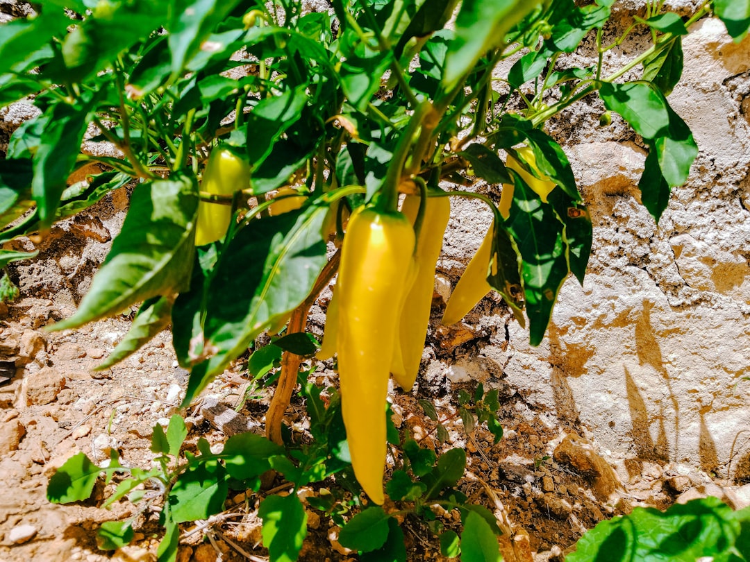 Sweet Pepper