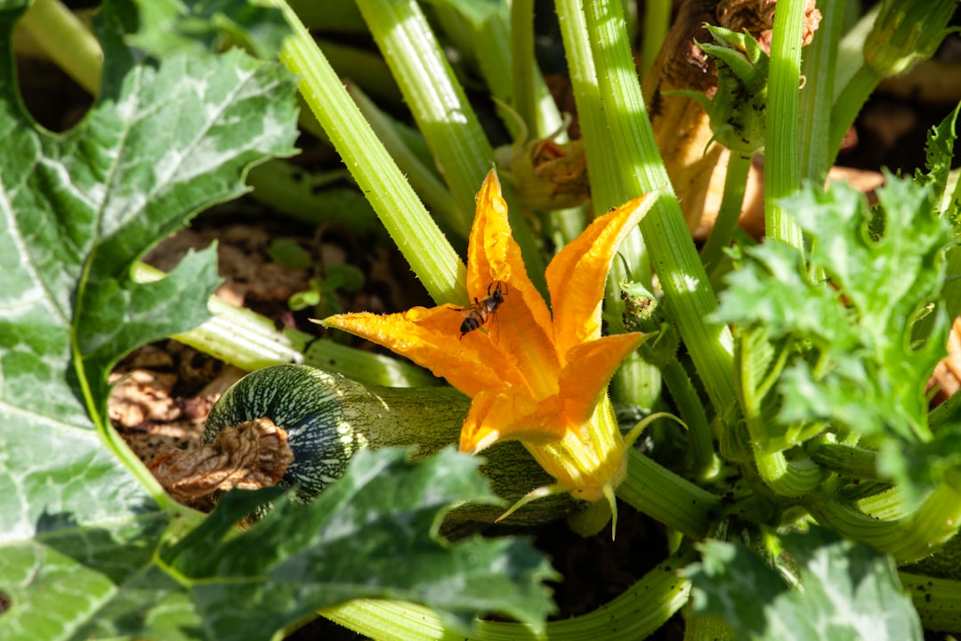 Courgette