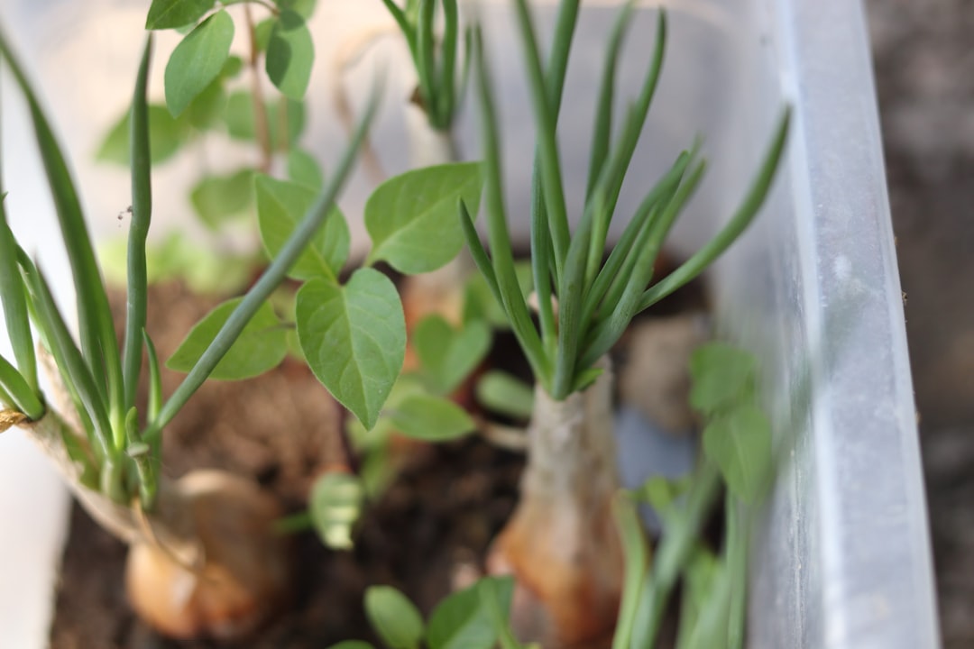 Green Onions