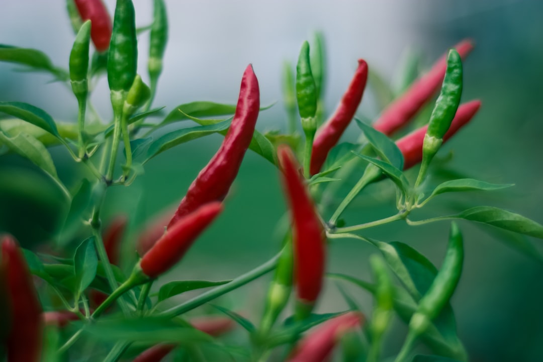 Hot Pepper