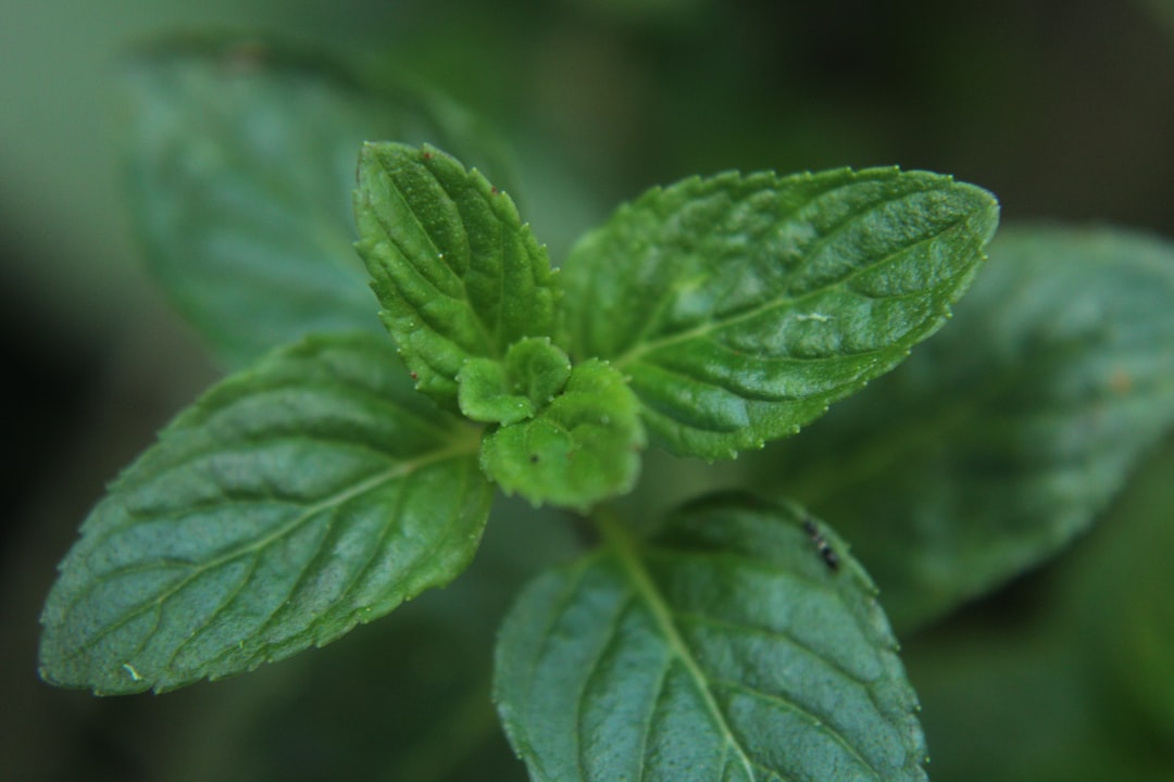 Mint