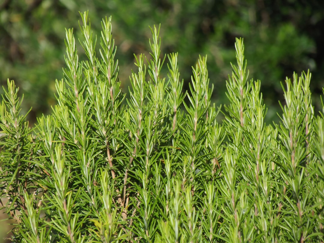 Rosemary