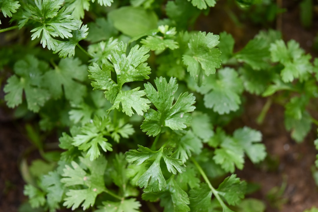 Cilantro/Coriander