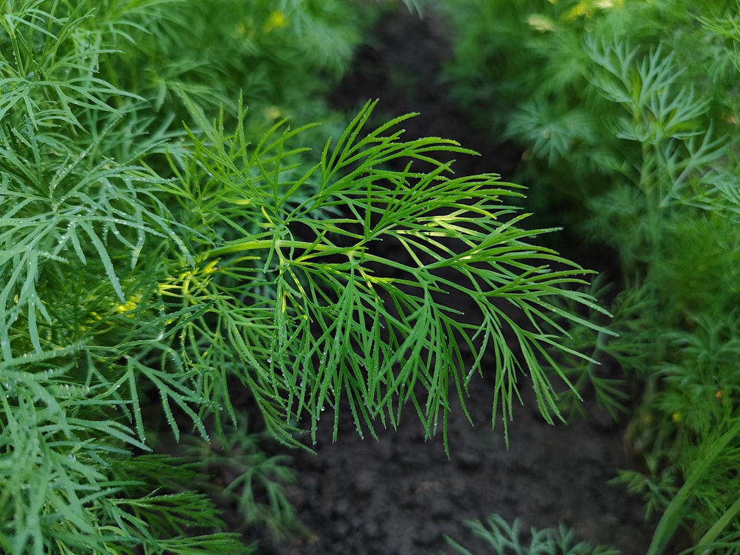 Dill
