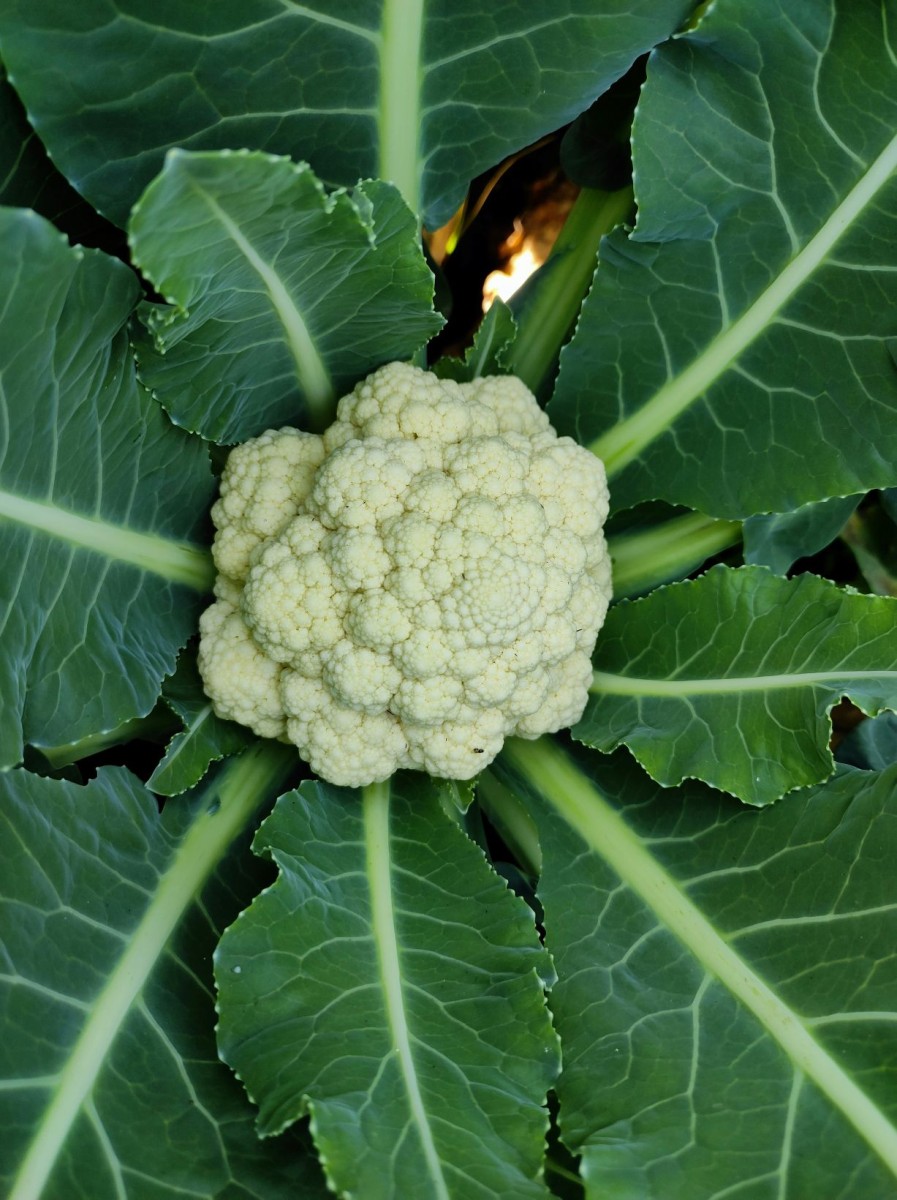 Coliflor