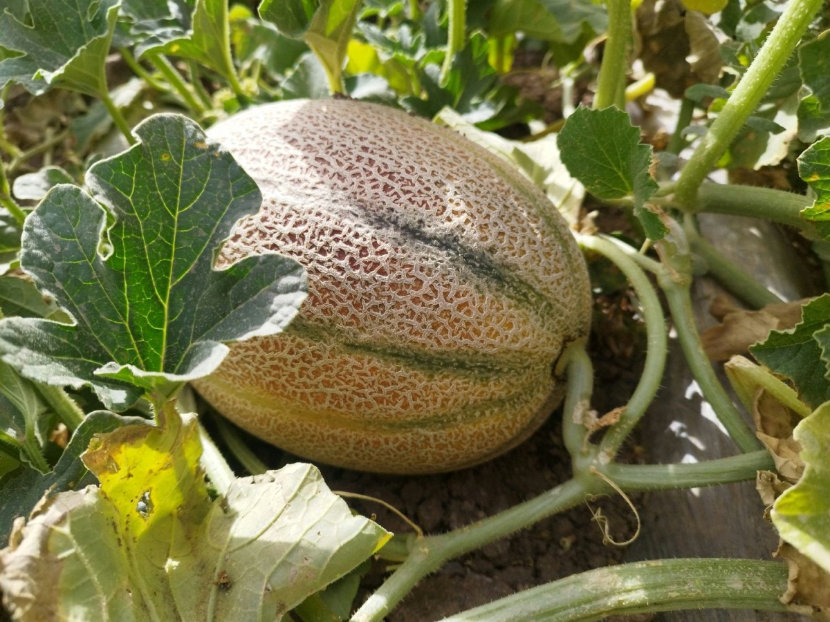 Melón