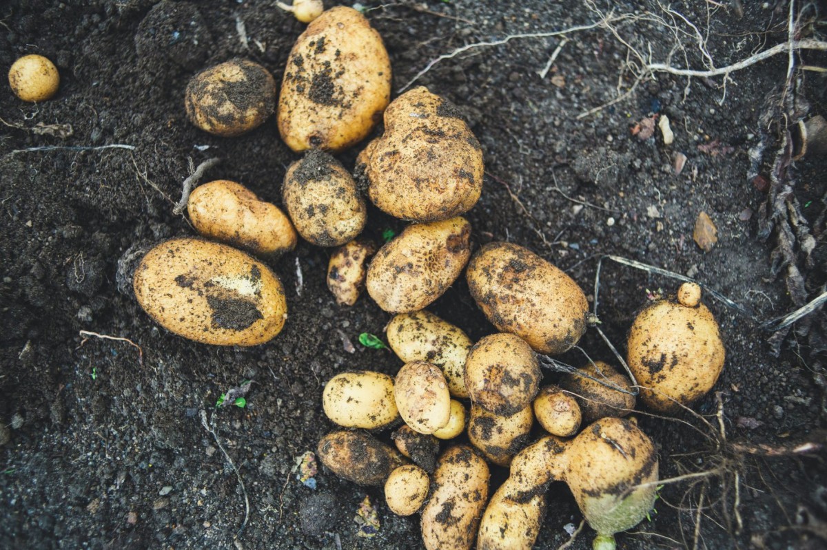Papaya